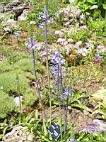 Scilla Persica (fam. Liliacees)(Asie Mineure) (01) (Photo F. Mrugala)